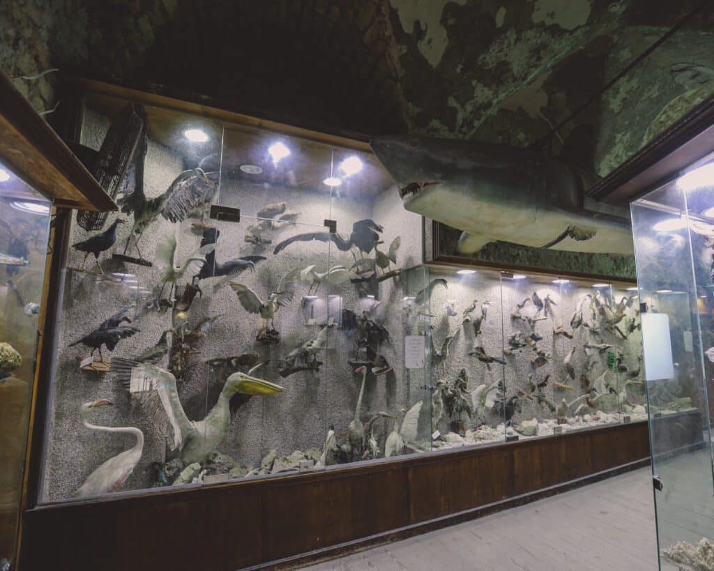 a large display case filled with lots of different types of animals