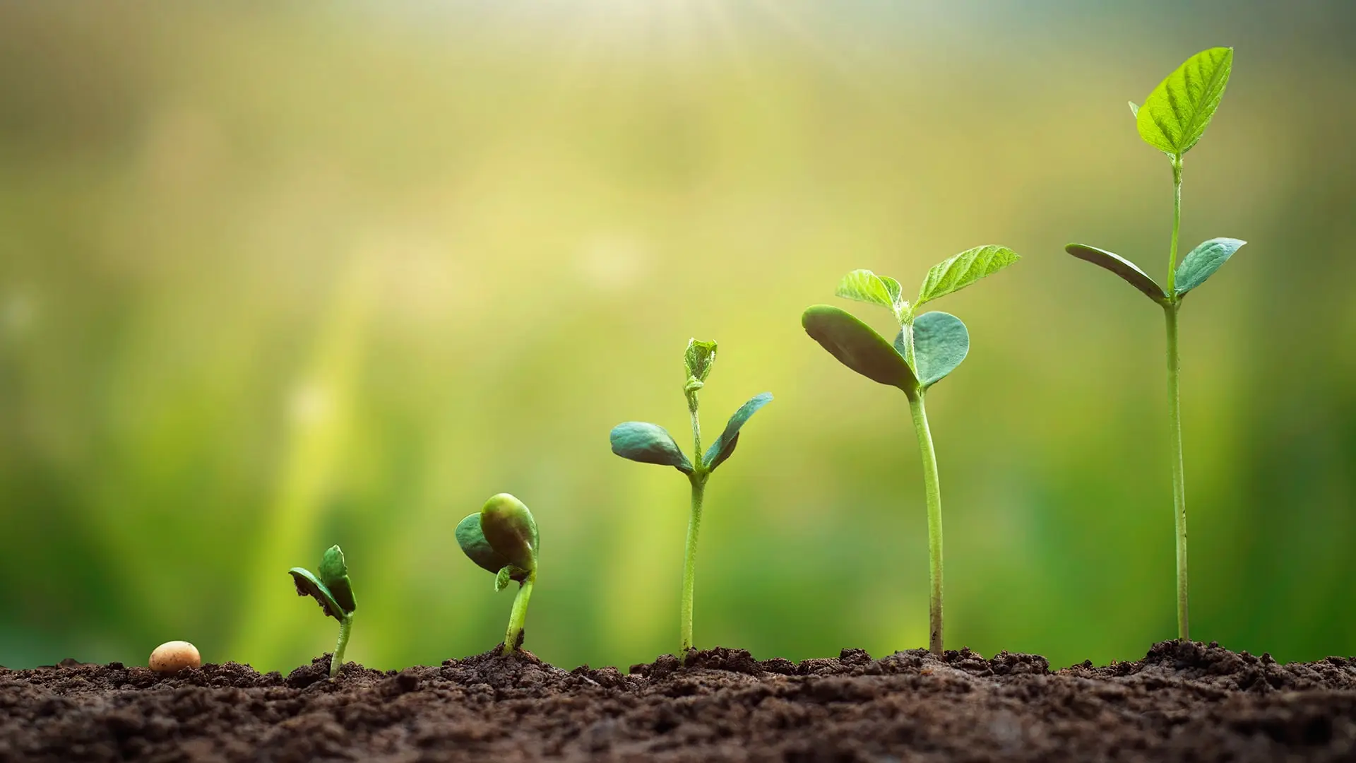 a group of plants growing from the ground