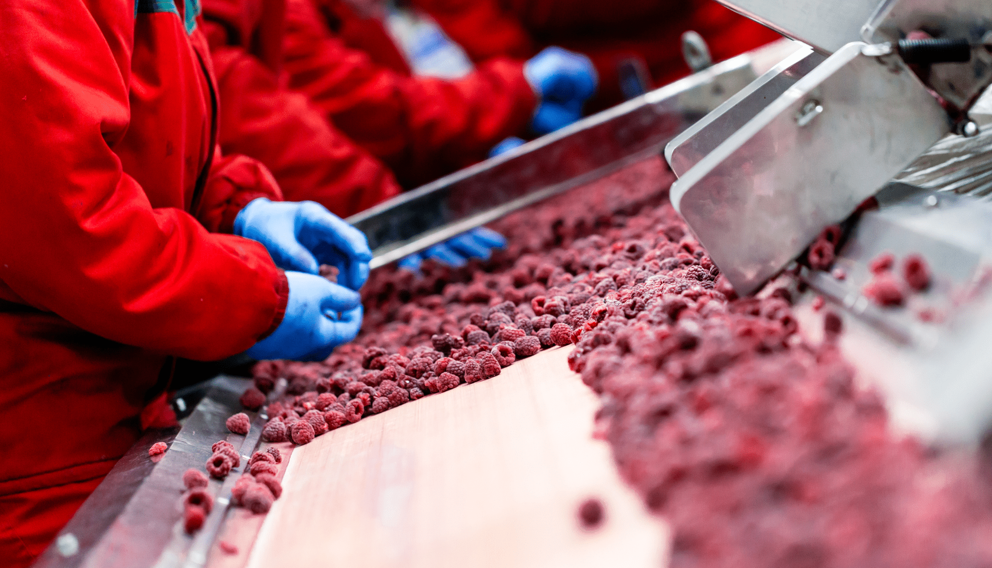 how automation improves efficiency and profitability in food production